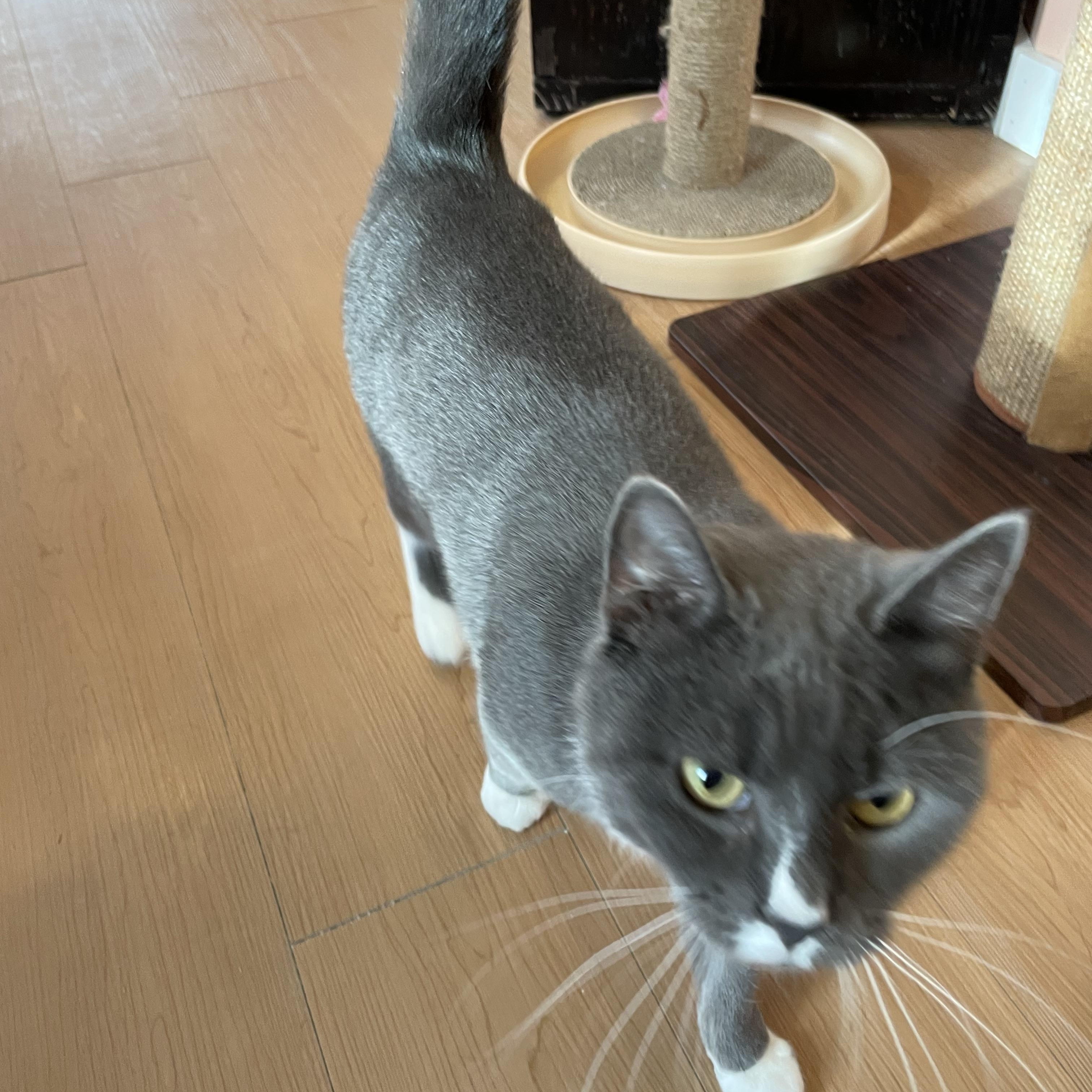 Misty, an adopted Domestic Short Hair in Wells, ME image 2/5