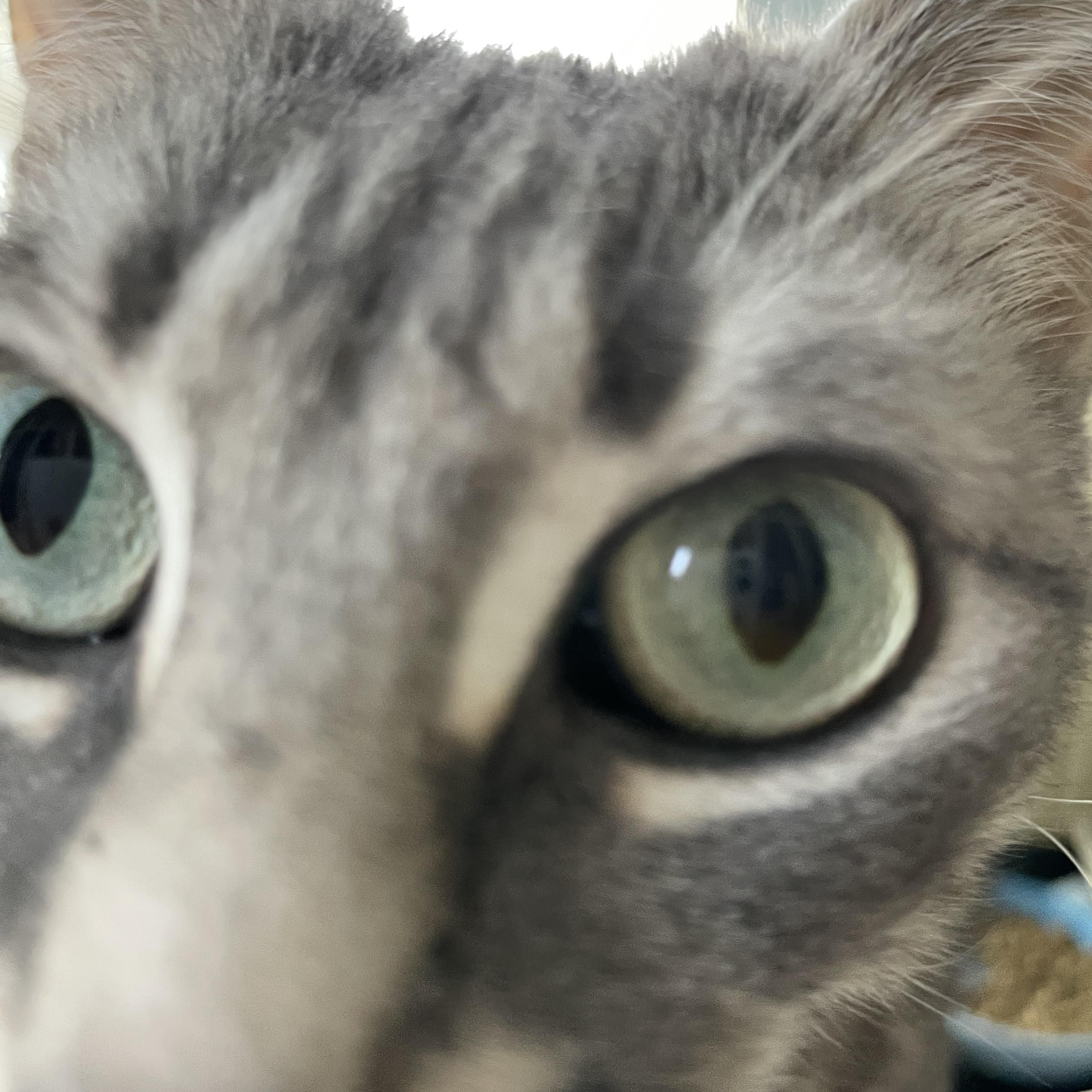 Misty, an adopted Domestic Short Hair in Wells, ME image 5/5