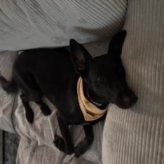 Pepper, a ADOPTABLE Black Labrador Retriever in Longwood, FL image 3/4