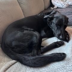 Pepper, a ADOPTABLE Black Labrador Retriever in Longwood, FL image 2/4