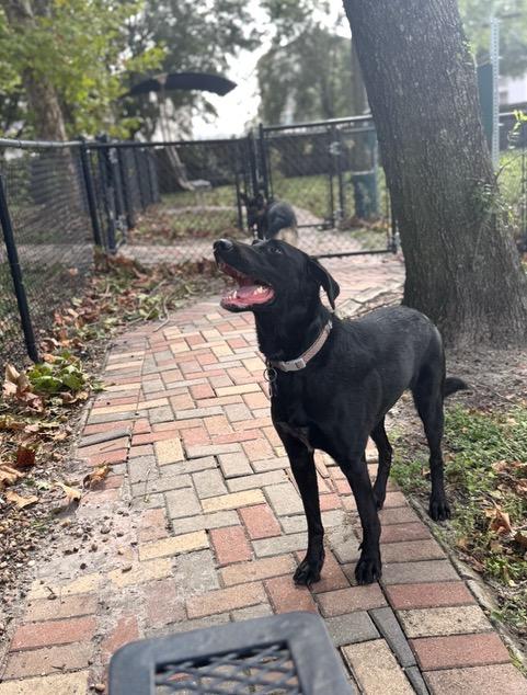 Pepper, a ADOPTABLE Black Labrador Retriever in Longwood, FL image 1/4