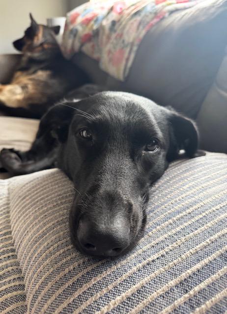 Pepper, a ADOPTABLE Black Labrador Retriever in Longwood, FL image 4/4