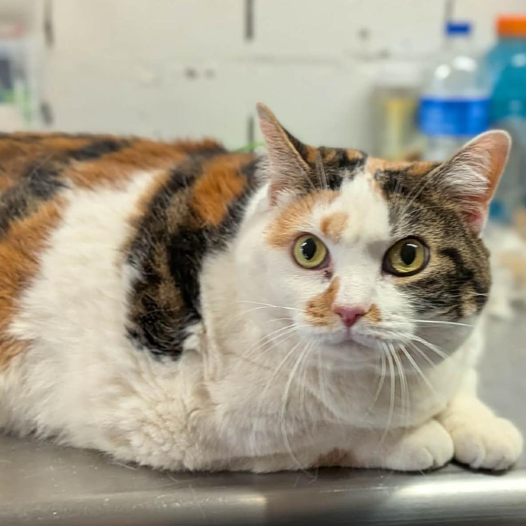 Enlarge Izzy, a Adoptable Domestic Short Hair in Greenville, PA image 1/4