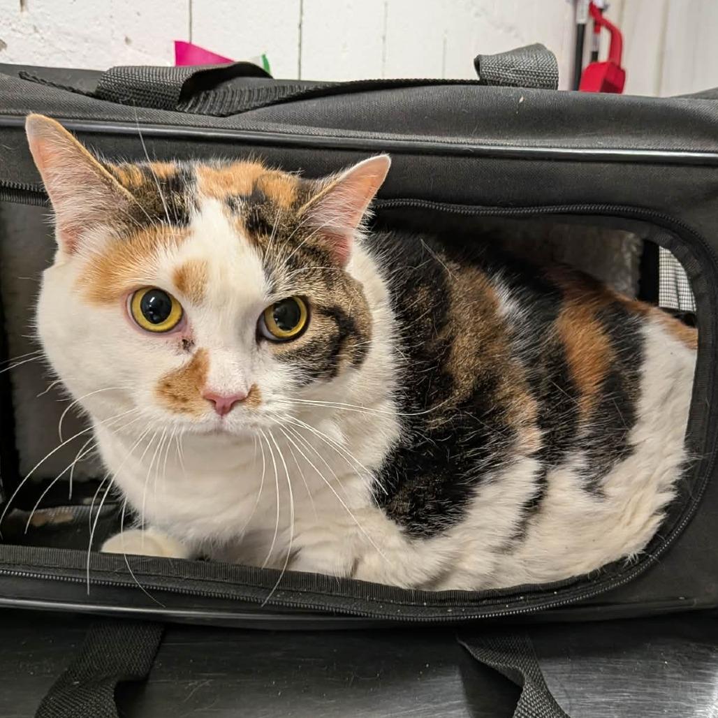 Enlarge Izzy, a Adoptable Domestic Short Hair in Greenville, PA image 2/4