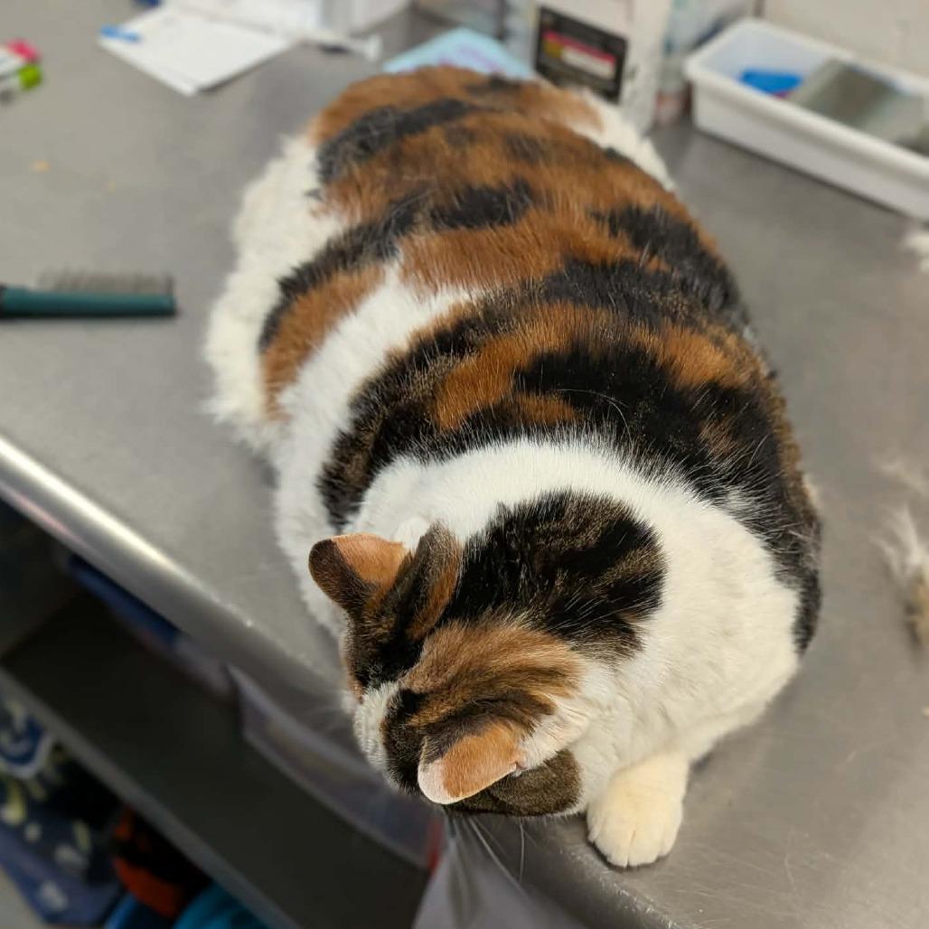 Enlarge Izzy, a Adoptable Domestic Short Hair in Greenville, PA image 3/4