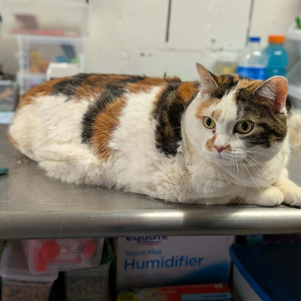 Enlarge Izzy, a Adoptable Domestic Short Hair in Greenville, PA image 4/4