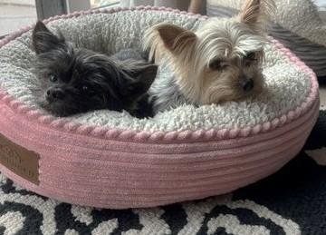Chloe, adopted, Adult Female Yorkshire Terrier.