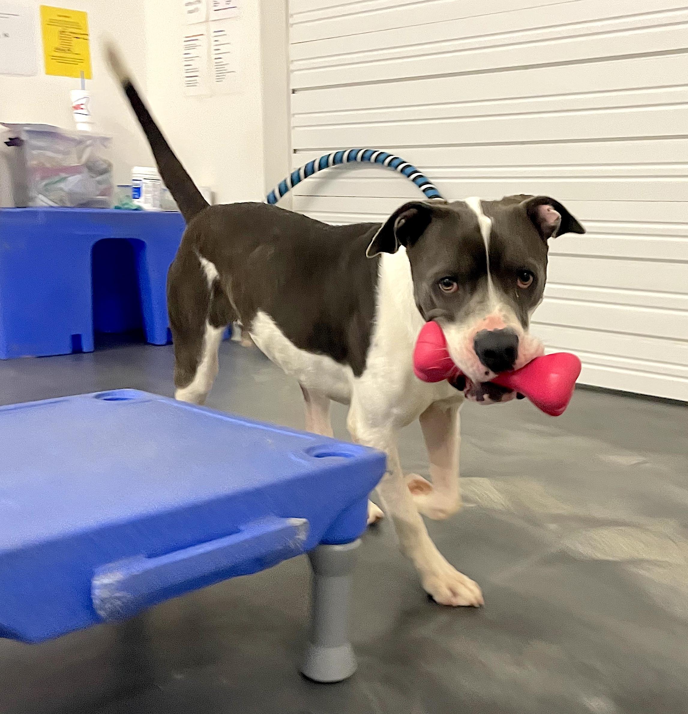 Huckleberry — thumbnail 2