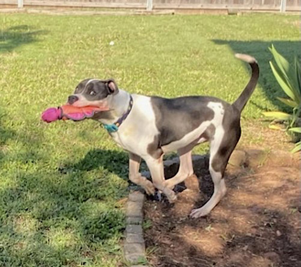 Huckleberry — thumbnail 5