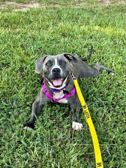 Monet aka Munae (in foster), a Adoptable Mixed Breed in Atlanta, GA image 2/3