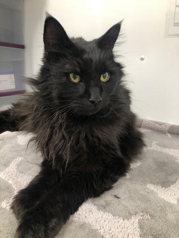 Mr O J, Adoptable, Senior Male Domestic Long Hair.