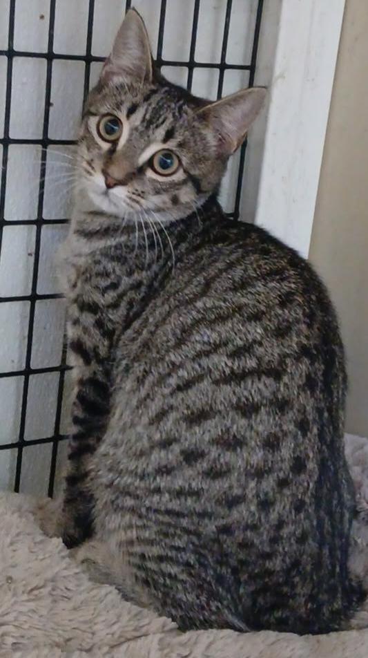 Enlarge Lucy, a ADOPTABLE Tabby in Tappahannock, VA image 1/1
