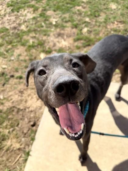 Enlarge Bandit, a Adoptable mixed breed in Quakertown, PA image 1/3