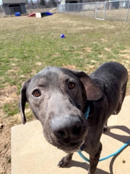 Enlarge Bandit, a Adoptable mixed breed in Quakertown, PA image 2/3