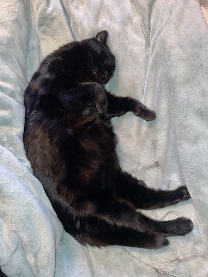 Enlarge Sable, a ADOPTABLE Domestic Short Hair in Cranbrook, BC image 2/3