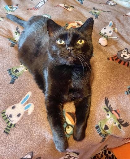 Enlarge Sable, a ADOPTABLE Domestic Short Hair in Cranbrook, BC image 1/3