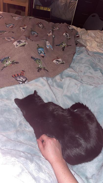 Enlarge Sable, a ADOPTABLE Domestic Short Hair in Cranbrook, BC image 3/3