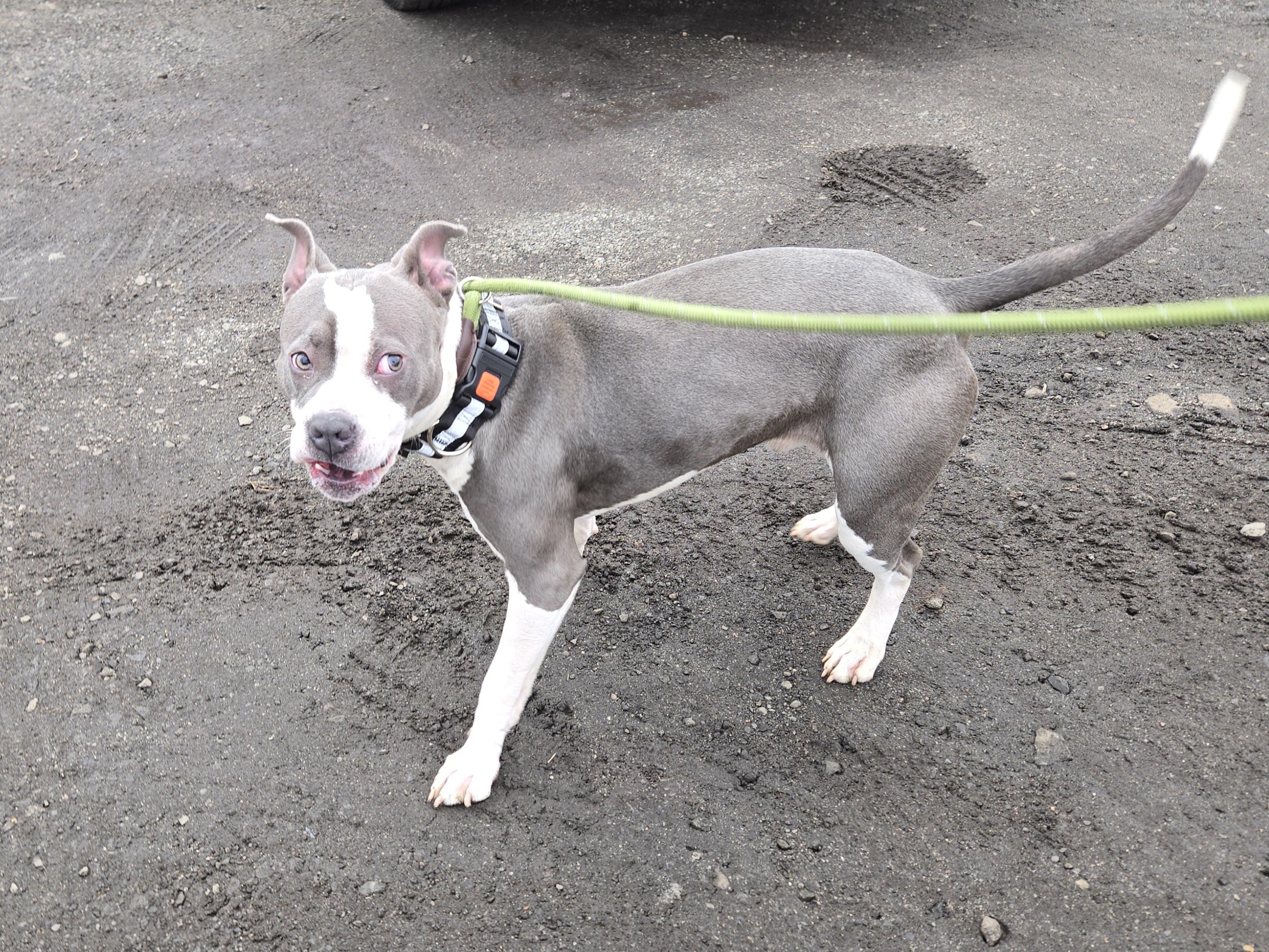 Enlarge Chip, a ADOPTABLE Pit Bull Terrier in Trenton, NJ image 2/2