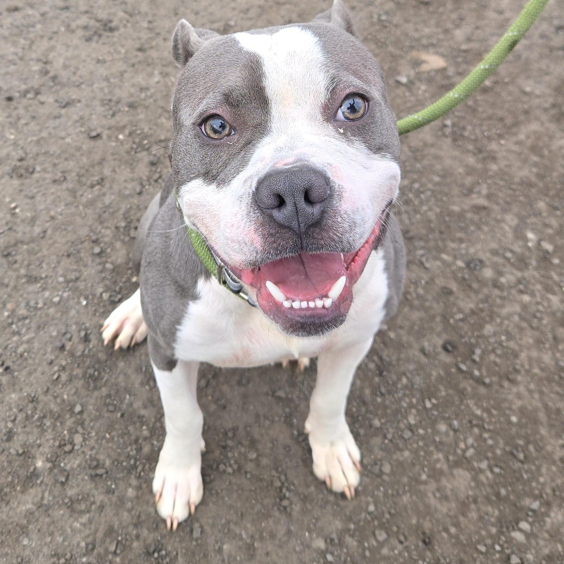 Enlarge Chip, a ADOPTABLE Pit Bull Terrier in Trenton, NJ image 1/2