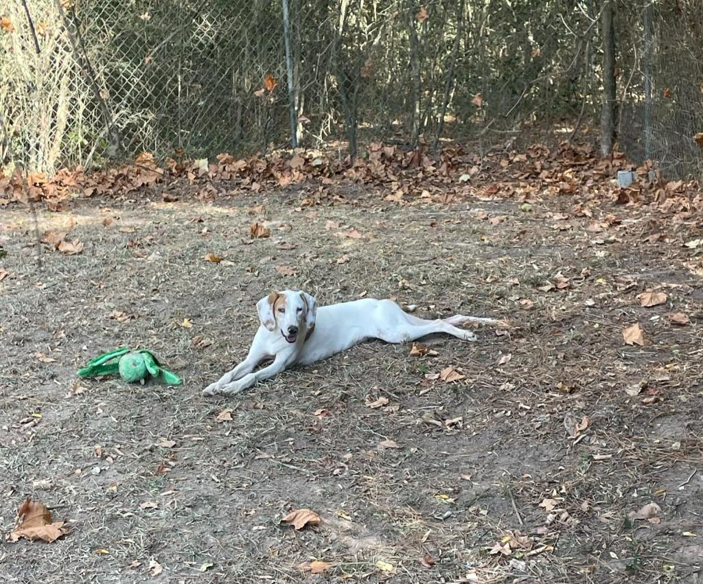 Marcie, a Adoptable mixed breed in Mena, AR image 1/3
