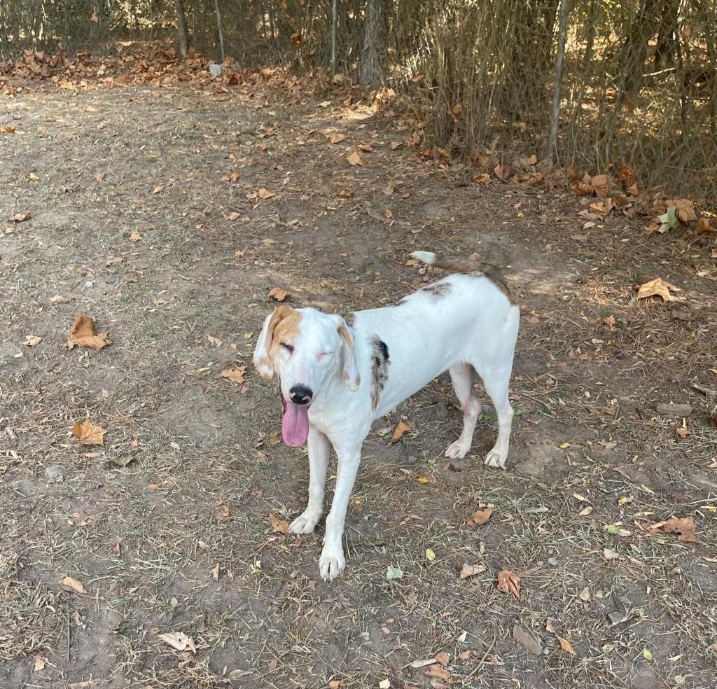 Marcie, a Adoptable mixed breed in Mena, AR image 2/3