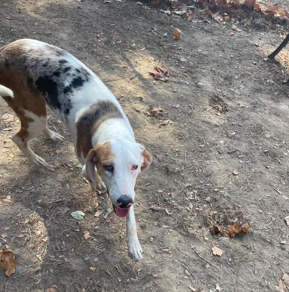 Marcie, a Adoptable mixed breed in Mena, AR image 3/3