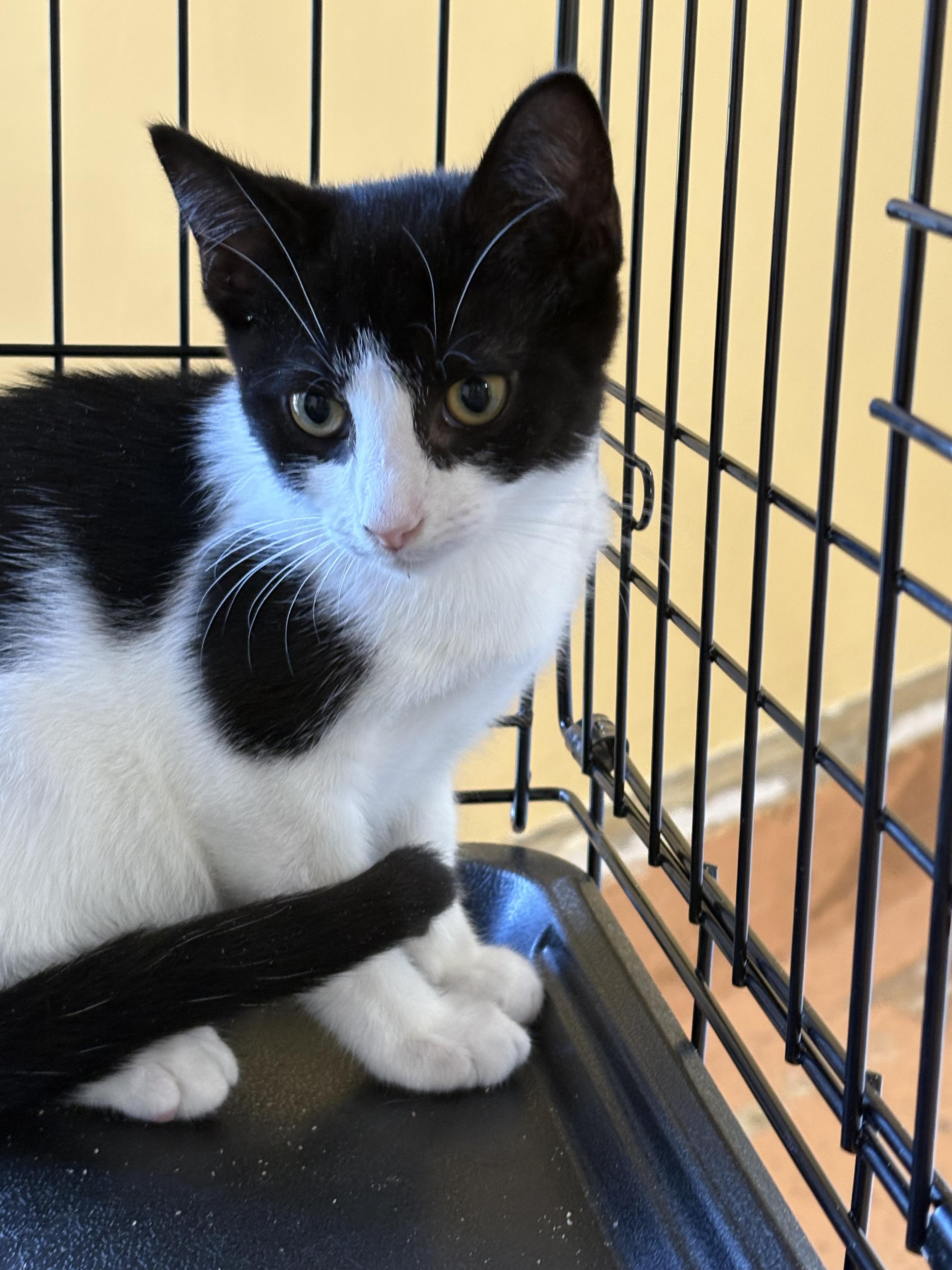 Enlarge Curly, a Adoptable Tuxedo in Galloway, NJ image 1/2