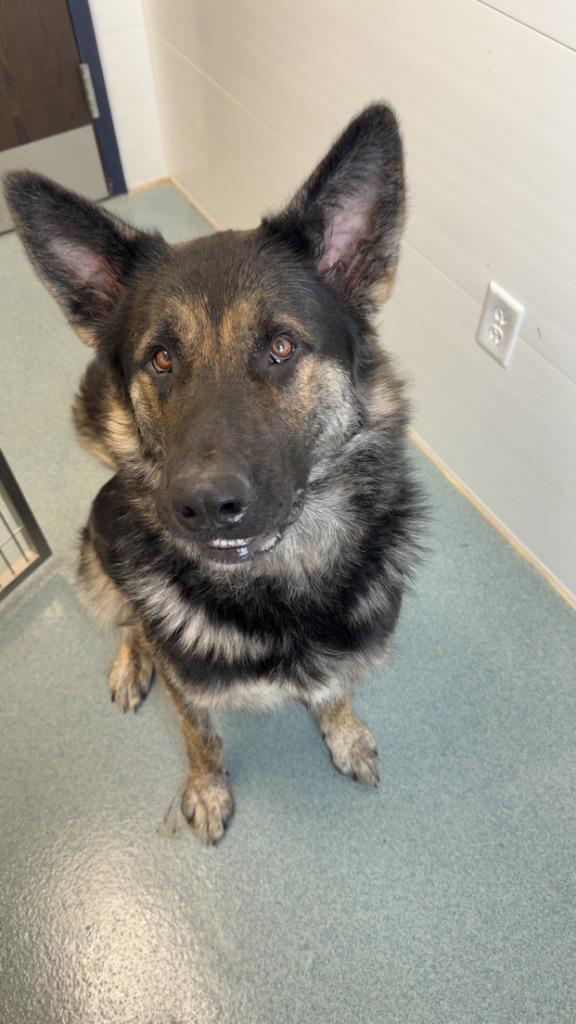 Enlarge Delilah Mama, a Adopted mixed breed in Portland, IN image 1/1