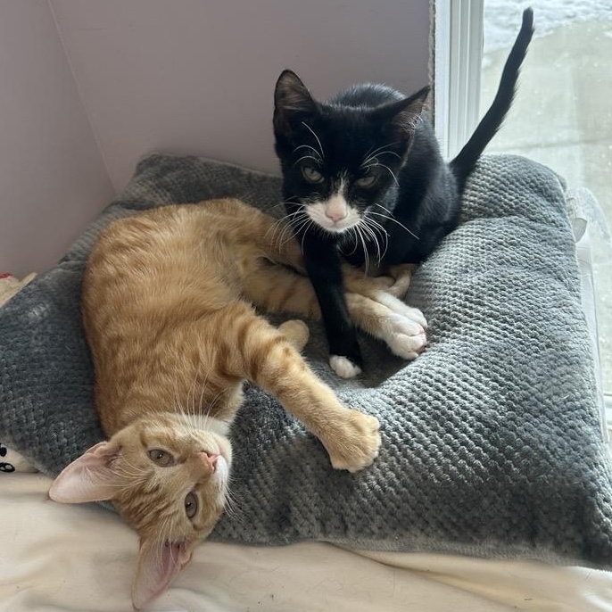 Enlarge Raylan , an adoptable Domestic Short Hair in Cooperstown, NY image 2/3