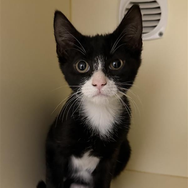 Enlarge Raylan , an adoptable Domestic Short Hair in Cooperstown, NY image 3/3