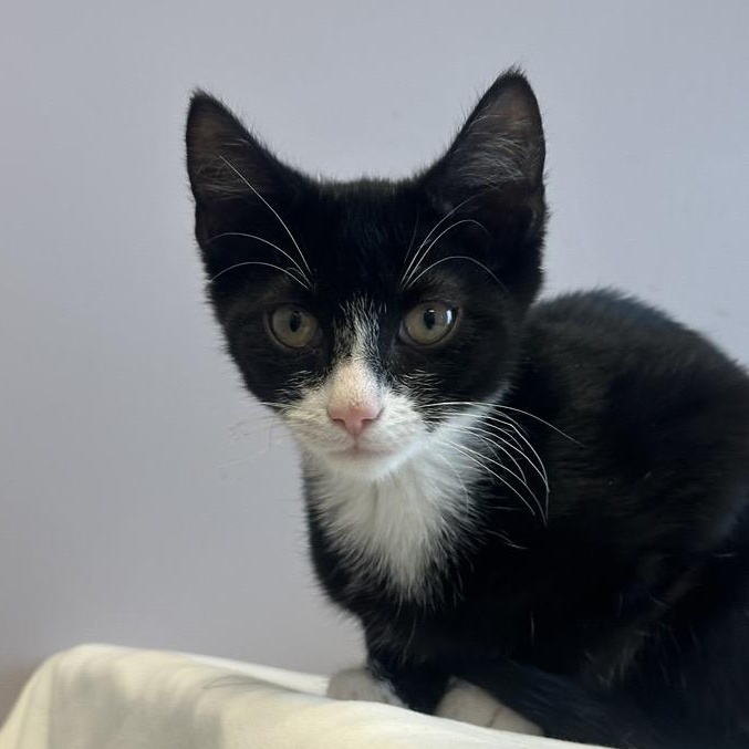 Raylan , adoptable, Kitten Male Domestic Short Hair.