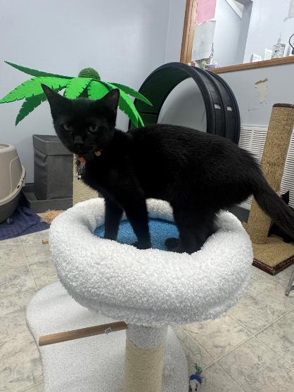 Enlarge Jane, a ADOPTABLE Domestic Short Hair in Mount Vernon, OH image 1/1
