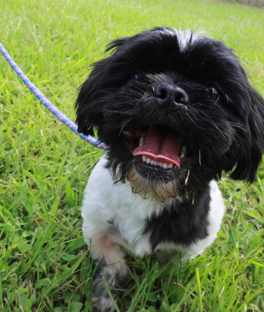 Hilton, Adoptable, Adult Male Shih Tzu.