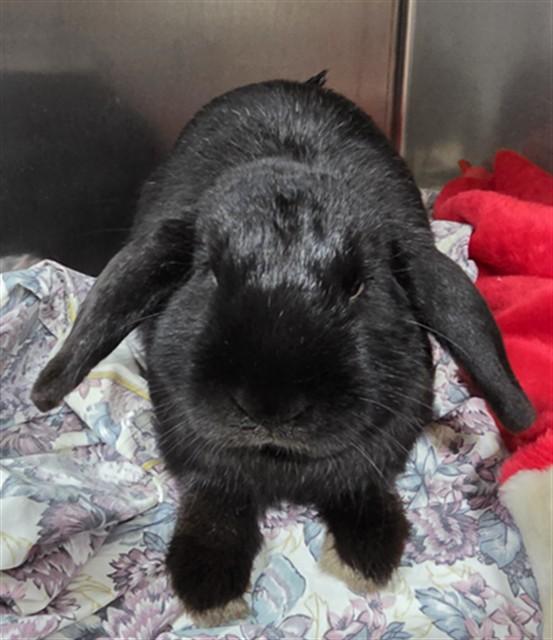 Enlarge JETT, a Adoptable Mini Lop in Boston, MA image 1/1