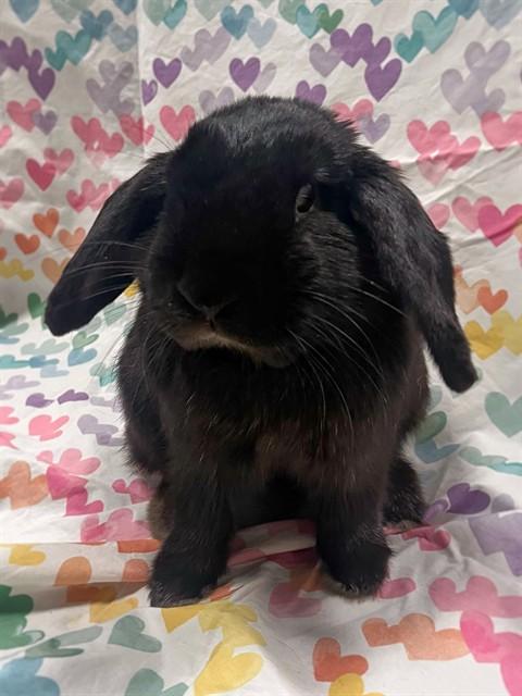JETT, Adoptable, Young Male Mini Lop.