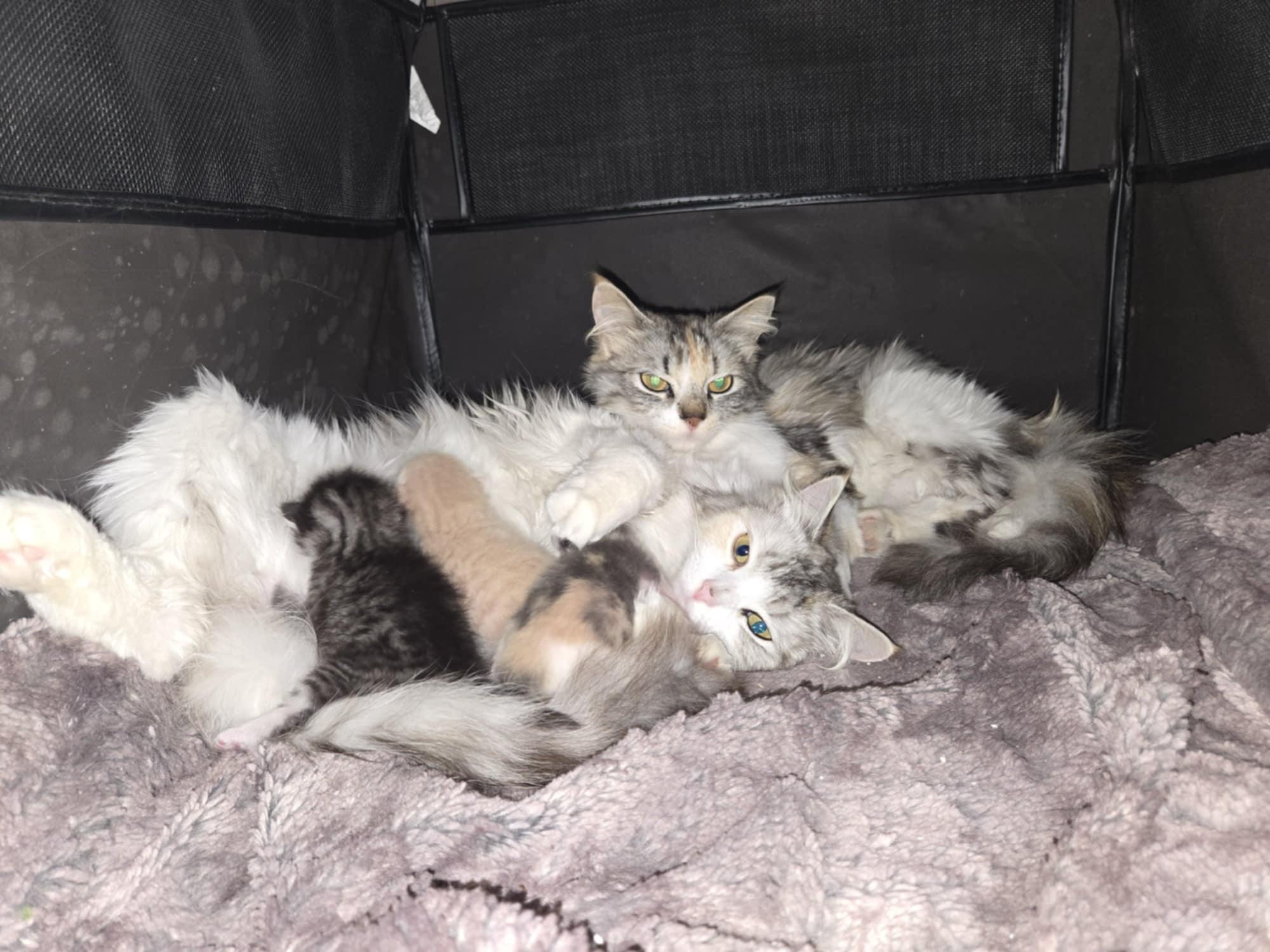 Enlarge VANESSA VAN HELSING, an adopted mixed breed in Murrieta, CA image 2/6