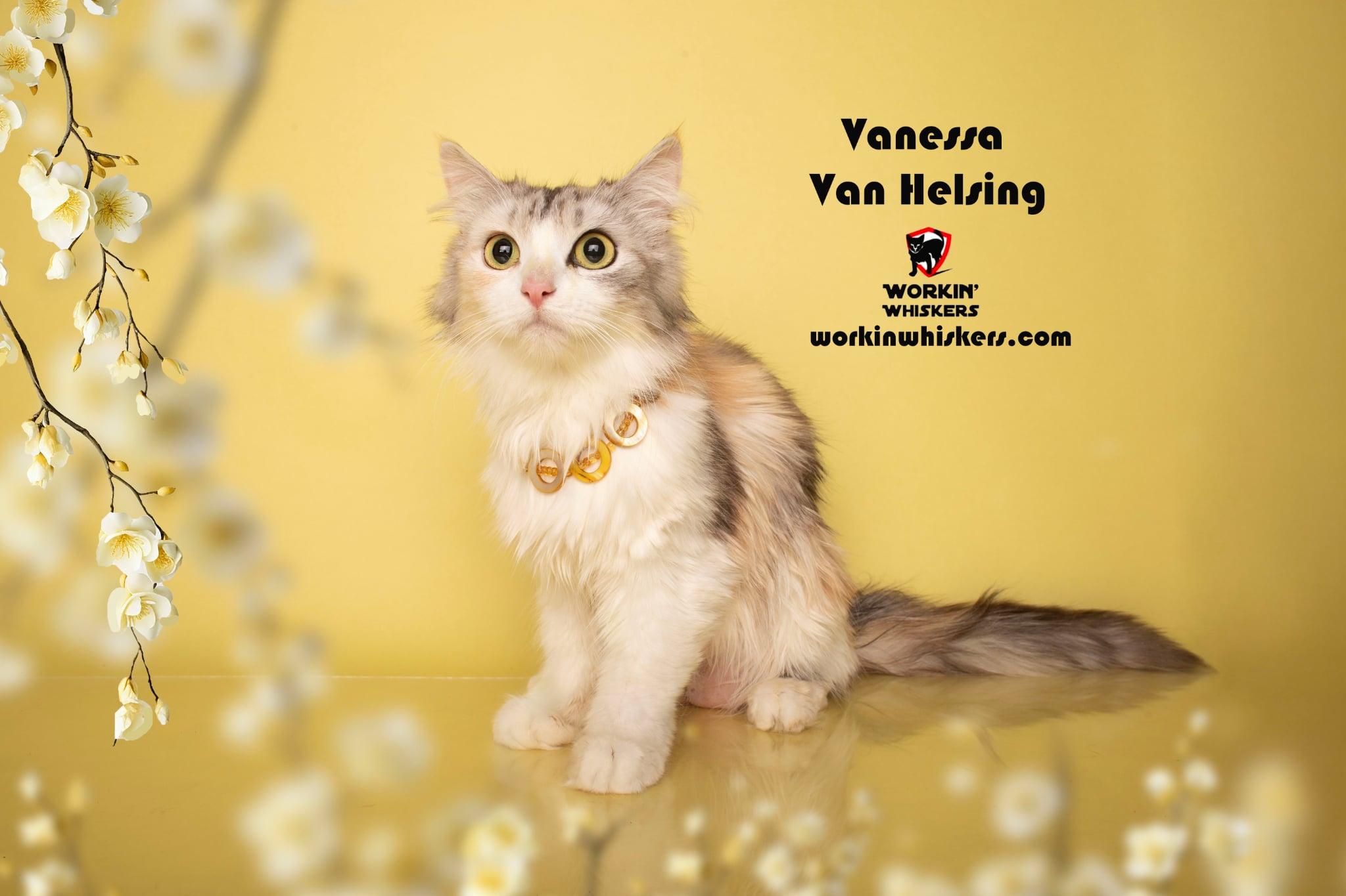 Enlarge VANESSA VAN HELSING, an adopted mixed breed in Murrieta, CA image 1/6