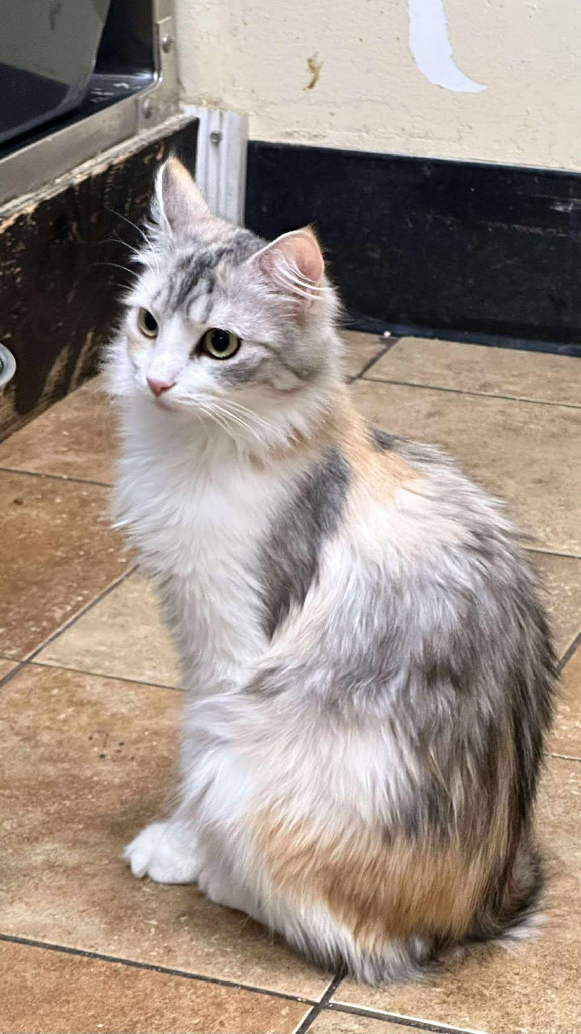 Enlarge VANESSA VAN HELSING, an adopted mixed breed in Murrieta, CA image 3/6