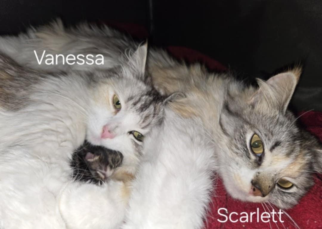 Enlarge VANESSA VAN HELSING, an adopted mixed breed in Murrieta, CA image 4/6