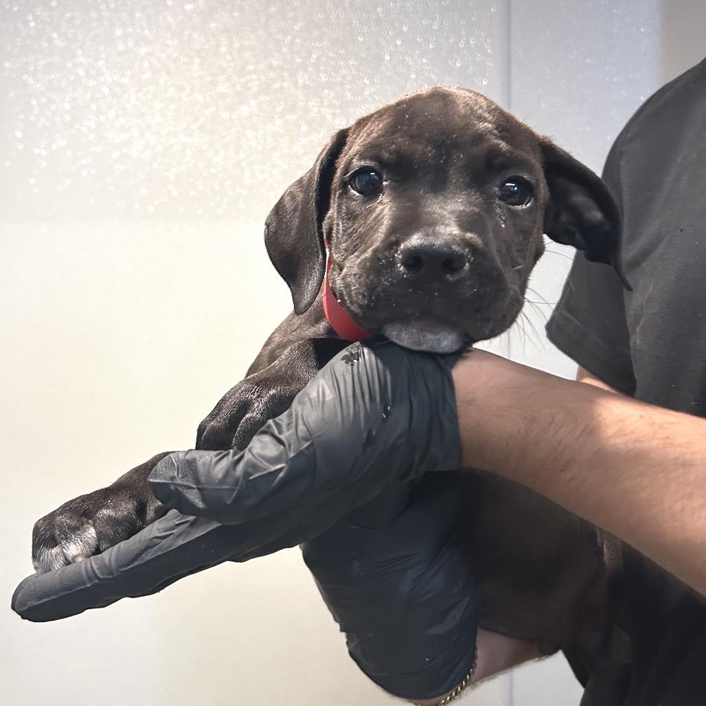 IVHS-Stray-143668, Adoptable, Puppy Male Pit Bull Terrier.