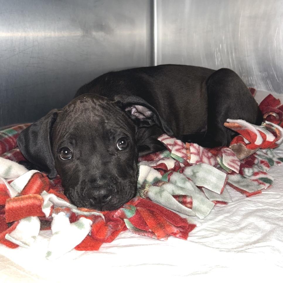 Enlarge IVHS-Stray-143668, a Adoptable Pit Bull Terrier in San Gabriel, CA image 2/4