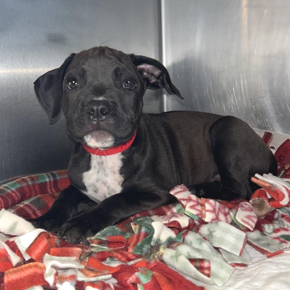 Enlarge IVHS-Stray-143668, a Adoptable Pit Bull Terrier in San Gabriel, CA image 3/4