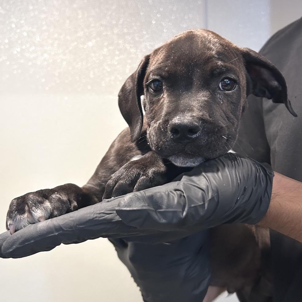 Enlarge IVHS-Stray-143668, a Adoptable Pit Bull Terrier in San Gabriel, CA image 4/4