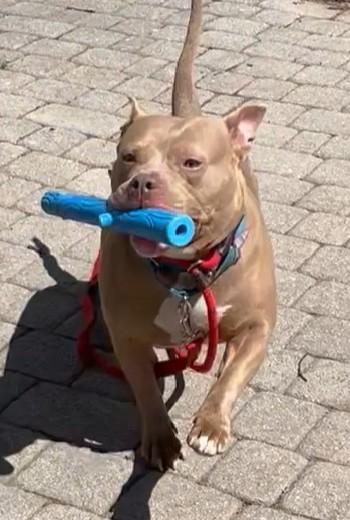 Artemis, Adoptable, Adult Female Pit Bull Terrier & Mixed Breed.