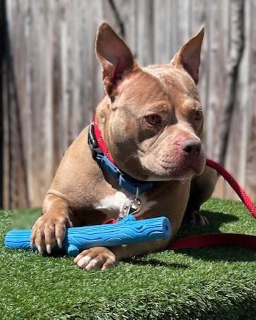 Enlarge Artemis, a Adoptable mixed breed in Washington, DC image 1/3