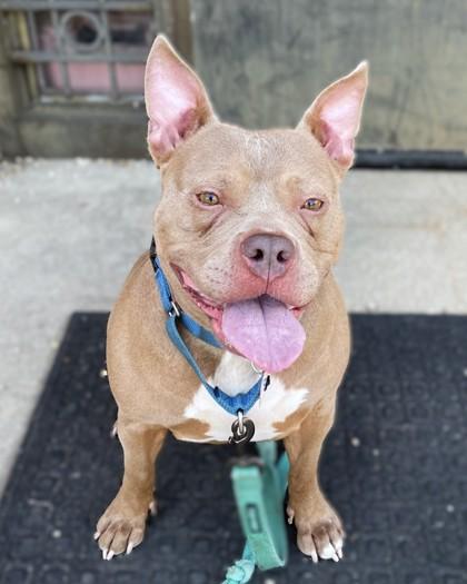 Enlarge Artemis, a Adoptable mixed breed in Washington, DC image 2/3