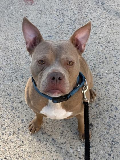 Artemis, Adoptable, Adult Female Pit Bull Terrier & Mixed Breed.