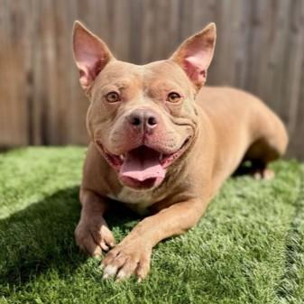Artemis, Adoptable, Adult Female Pit Bull Terrier & Mixed Breed.