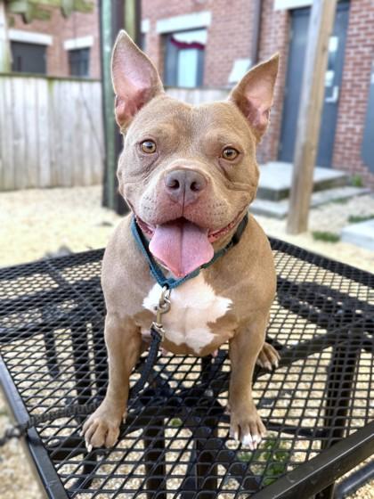 Enlarge Artemis, a Adoptable mixed breed in Washington, DC image 1/2