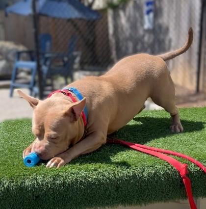 Enlarge Artemis, a Adoptable mixed breed in Washington, DC image 2/2